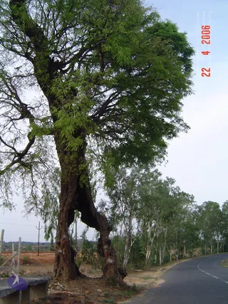 April 23 2006