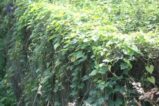 DSC_1547_CMP_WM