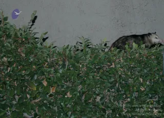 A night photograph of a dense green hedge with glossy small leaves and some dry brown leaves scattered through it. Along the top edge of the hedge, on the right, an opossum with grey-black fur, a pale face and a pink nose walks across the foliage. Behind it is a pale grey textured stucco wall. In the upper left corner a small purple circle with a white bird silhouette is visible on the wall. No people are present.