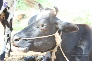 2006 Making Of Aadikailaasa
