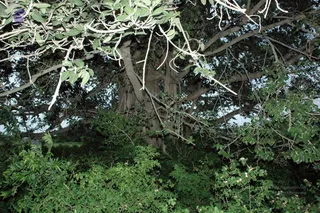 20070811_DSC_111201