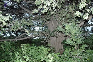 20070811_DSC_111701