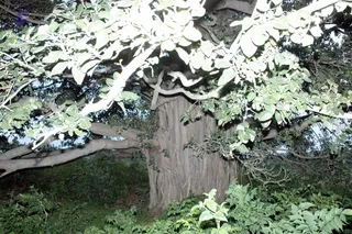 20070811_DSC_111801