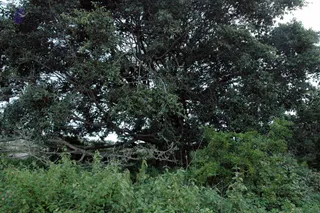 20070811_DSC_114201