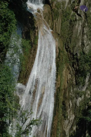 A tall, narrow waterfall cascades white and frothing down a steep, moss-streaked rock face in a green Himalayan forest. Dense foliage frames the left edge, a leafy branch hangs in the lower foreground, and a small purple logo sits in the upper right corner. No people are visible in the scene.