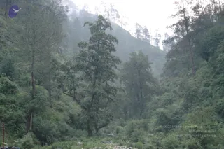 A misty forested mountain valley with dense green trees, tall pines and undergrowth climbing steep slopes under a pale hazy sky. Foreground shows scattered rocks and low shrubs along a path or streambed. No people are visible in the scene.