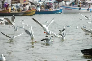 2007-KumbhMela-Allahabad-from-Jan-18th-to-25th