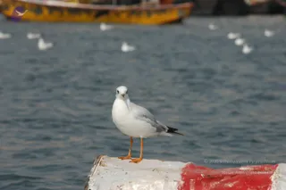 2007-KumbhMela-Allahabad-from-Jan-18th-to-25th
