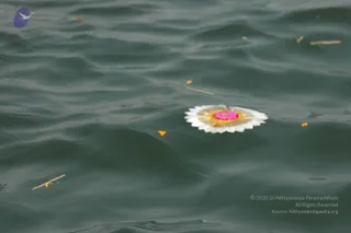 A floating flower offering on dark green river water with gentle ripples. A white and yellow marigold-style flower with a magenta-pink centre rests at the centre-right of the frame, with small orange petals and a thin twig drifting nearby. No people are visible; the scene is a close view of the water surface.