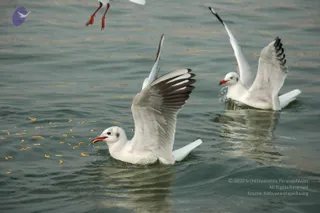 2007-KumbhMela-Allahabad-from-Jan-18th-to-25th