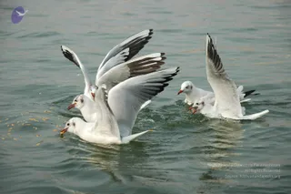 2007-KumbhMela-Allahabad-from-Jan-18th-to-25th