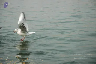 2007-KumbhMela-Allahabad-from-Jan-18th-to-25th