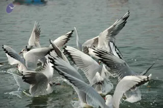 2007-KumbhMela-Allahabad-from-Jan-18th-to-25th