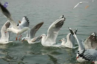 2007-KumbhMela-Allahabad-from-Jan-18th-to-25th