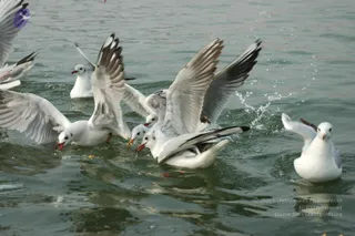 2007-KumbhMela-Allahabad-from-Jan-18th-to-25th