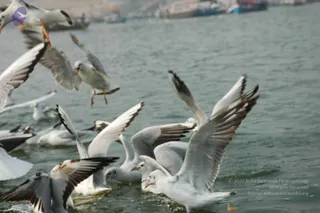 2007-KumbhMela-Allahabad-from-Jan-18th-to-25th
