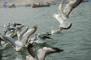 2007-KumbhMela-Allahabad-from-Jan-18th-to-25th