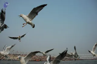 2007-KumbhMela-Allahabad-from-Jan-18th-to-25th