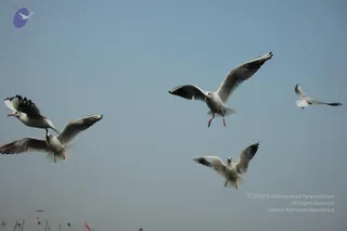 2007-KumbhMela-Allahabad-from-Jan-18th-to-25th