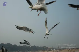 2007-KumbhMela-Allahabad-from-Jan-18th-to-25th