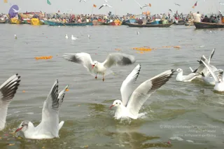 2007-KumbhMela-Allahabad-from-Jan-18th-to-25th