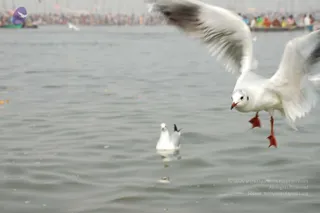 2007-KumbhMela-Allahabad-from-Jan-18th-to-25th
