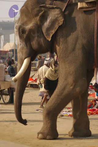 2007-KumbhMela-Allahabad-from-Jan-18th-to-25th
