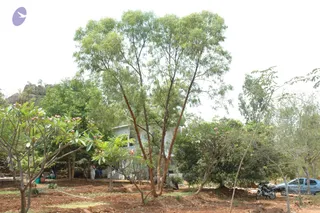 2007-VISUALS-OF-KAILASA-AT-SALEM