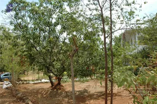 2007-VISUALS-OF-KAILASA-AT-SALEM