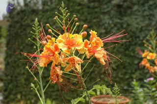 A close outdoor photograph of a flowering shrub with clusters of orange and yellow blossoms with long curling red-pink stamens, unopened green-brown buds on thin stems, and feathery green leaves. A dark green hedge forms the background, with a terracotta pot at lower right. No people are visible.