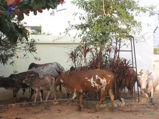 2007 Jan Events At Kailaasa In Hyderabad