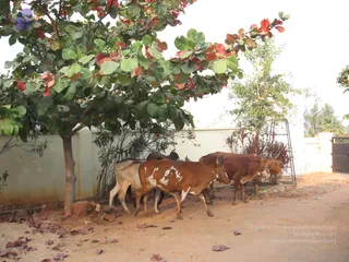 2007 Jan Events At Kailaasa In Hyderabad