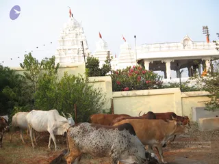 2007 Jan Events At Kailaasa In Hyderabad
