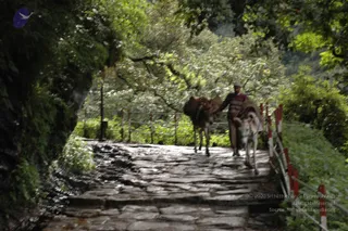 A photograph of a stone-paved mountain path shaded by dense green trees and overhanging foliage. A man in a red-and-maroon striped sweater and light cap walks beside two pack animals loaded with bundles, leading them along the narrow stone trail. Red-and-white painted railings line the right edge of the path, and a rocky cliff face rises on the left.