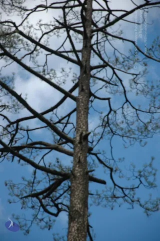 A tall bare tree trunk with many thin, leafless branches spreads across a pale blue sky with scattered white clouds. Small green buds and sprigs cluster at the branch tips. A faint blue and white logo sits in the lower left corner. No people are present.