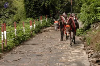 2008-Highlights-From-The-HimalayaYatra
