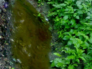 02072008287_CMP_WM