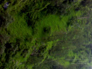 02072008289_CMP_WM