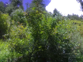 02072008296_CMP_WM