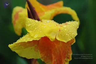 DSC_0130_CMP_WM