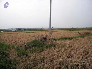 A flat agricultural landscape of flooded and partly harvested paddy fields under an overcast, hazy sky. In the foreground, dry golden rice stalks lie flattened and tangled around a tall grey utility pole, with green grass patches along a low earthen bund. Shallow standing water reflects light in the middle distance, and a line of distant trees marks the horizon. No people or ritual activity are visible.