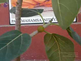 2009-Activities-and-Events-at-Kailaasa-SriPuram-Sarvajnapeeta-Hyderabad