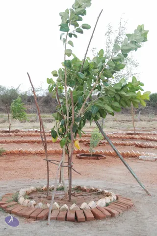 Rajapalayam-Ashram_Photo_1008_DSC_0302_CMP_WM