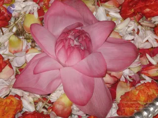 November PA 2009