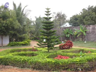 A photograph of an outdoor garden at an ashram-style compound. A tall, tiered conifer-like tree. Behind it stand coconut palms, leafy trees, banana plants and a bamboo fence, with a corrugated metal structure at left and a dirt path winding through. No people are visible.