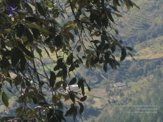 File0293_CMP_WM