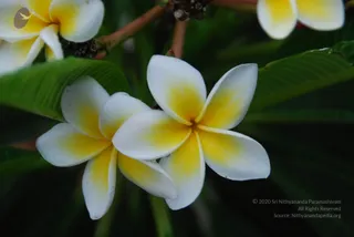 August 04 2010
