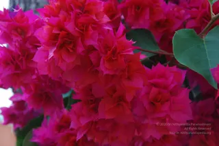 DSC_0199_CMP_WM