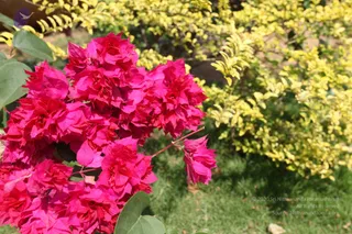 IMG_4378_CMP_WM