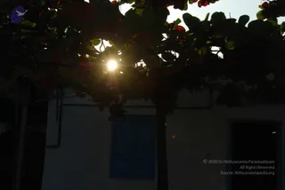 A photograph taken at sunset or sunrise shows the sun glowing through the dark leaves of a tree with reddish foliage. Beneath the canopy stands a whitewashed building with a blue wooden shuttered window and an open dark doorway on the right. Sunlight flares through the branches, and the scene is in silhouette with no people visible.